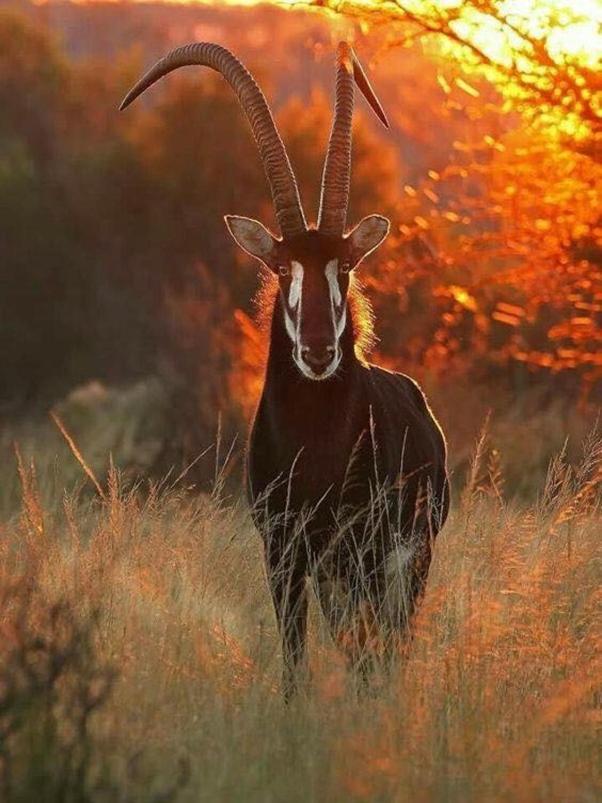 Weltevreden Game Lodge Bloemfontein Kültér fotó