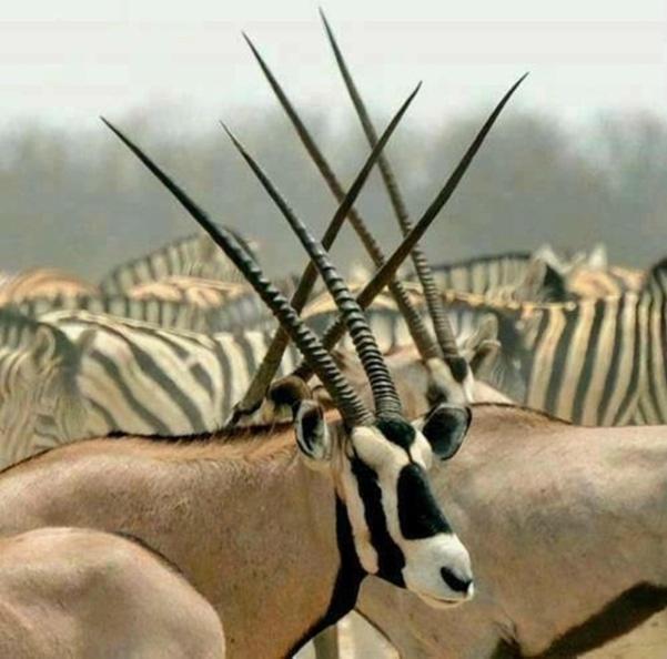 Weltevreden Game Lodge Bloemfontein Kültér fotó