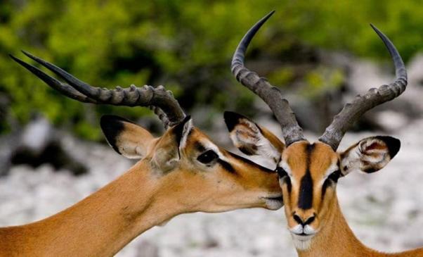 Weltevreden Game Lodge Bloemfontein Kültér fotó