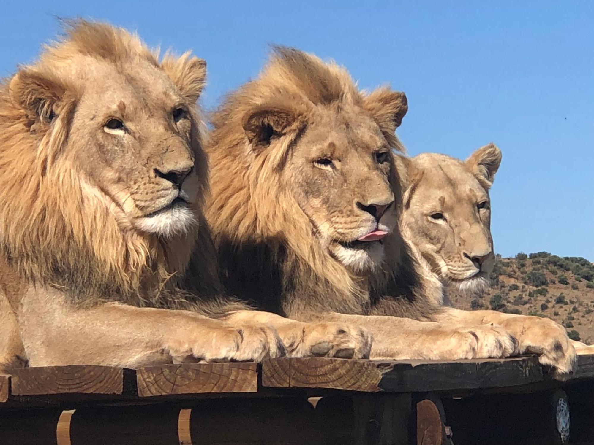 Weltevreden Game Lodge Bloemfontein Kültér fotó